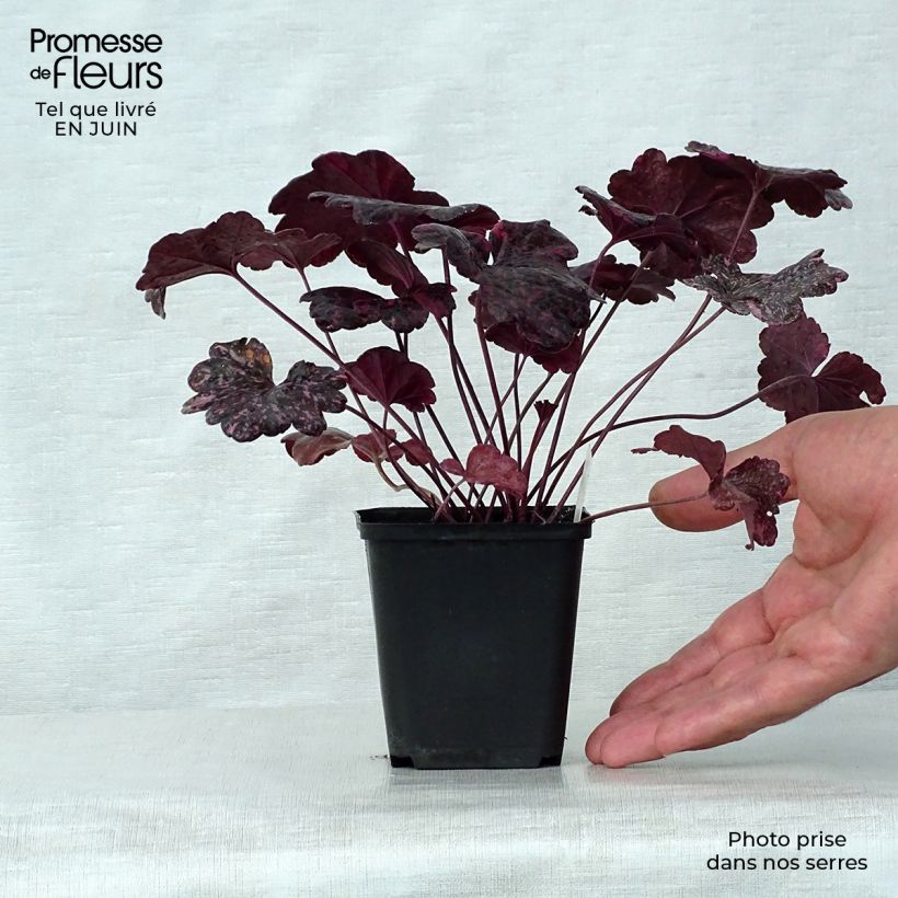 Esemplare di Heuchera Midnight Rose Vasetto da 8/9 cm consegnato in estate