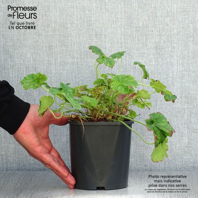 Esemplare di Heuchera Miracle Vaso da 2L/3L come consegnato in autunno