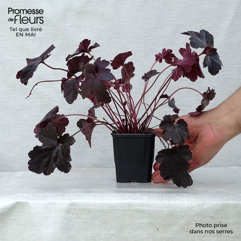 Heuchera Obsisian Vasetto da 8/9 cm esemplare consegnato in primavera