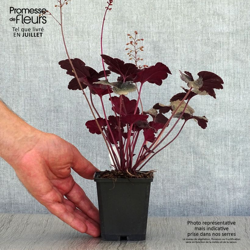 Esemplare di Heuchera Obsisian Vasetto da 8/9 cm consegnato in estate