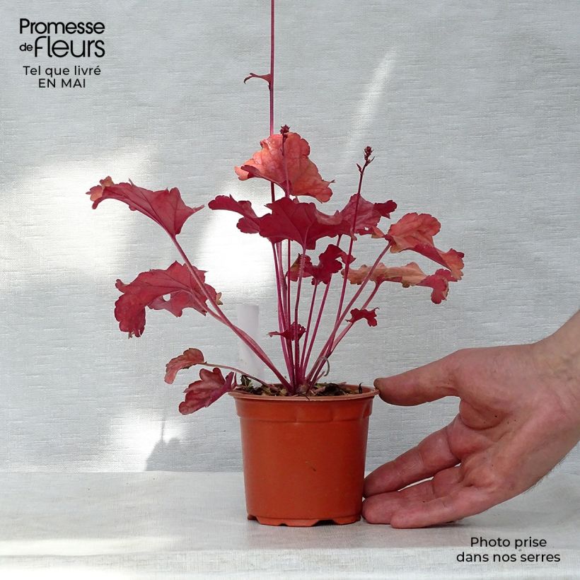Heuchera Peach flambé Vasetto da 8/9 cm esemplare consegnato in primavera