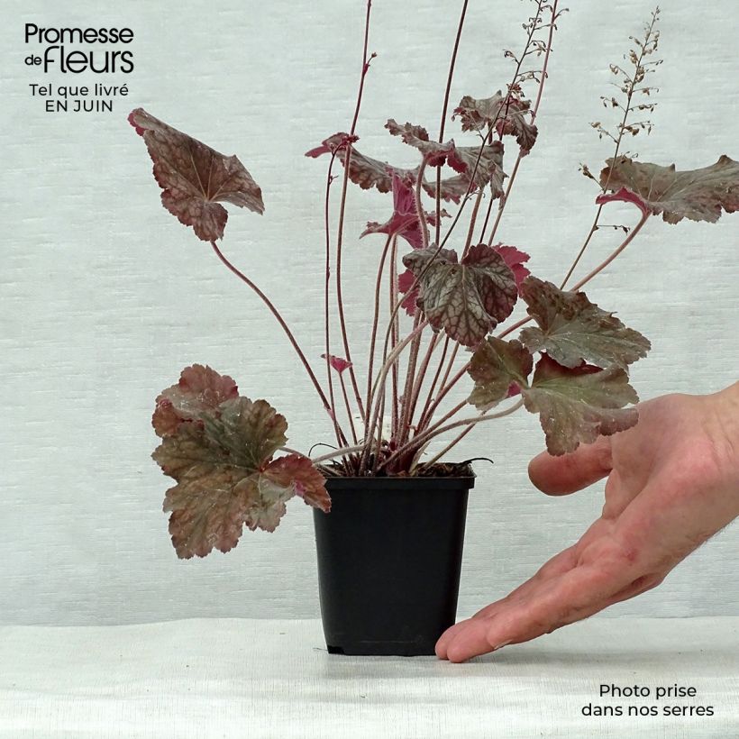 Esemplare di Heuchera Pinot Noir Vasetto da 8/9 cm consegnato in estate