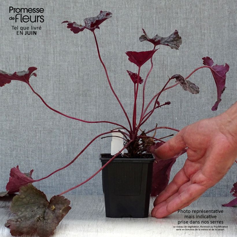 Esemplare di Heuchera Plum Pudding Vasetto da 8/9 cm consegnato in estate
