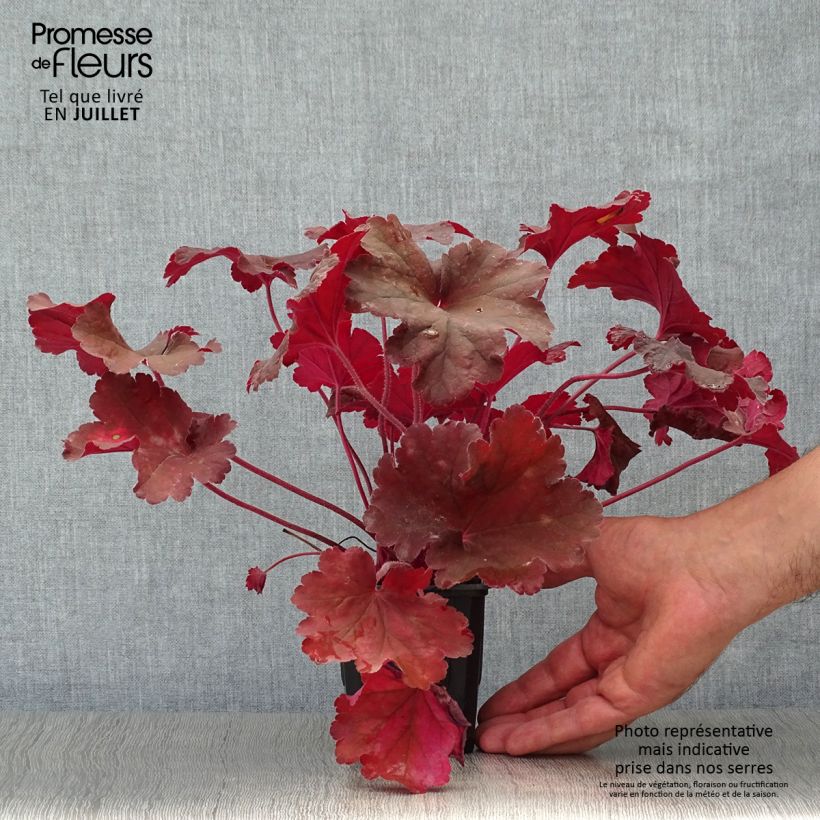 Esemplare di Heuchera Rio Vasetto da 7/8 cm consegnato in estate