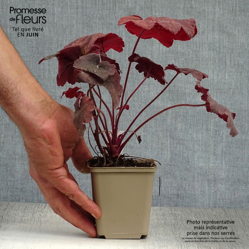 Esemplare di Heuchera Root Beer Vasetto da 8/9 cm consegnato in estate