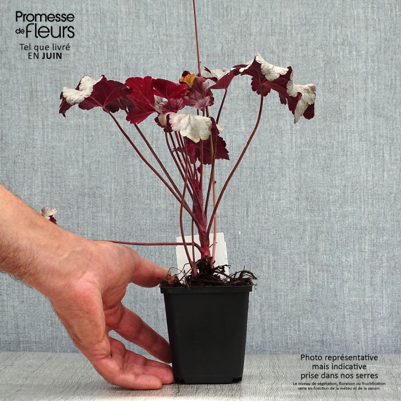 Esemplare di Heuchera Silver Gumdrop Vasetto da 8/9 cm consegnato in estate
