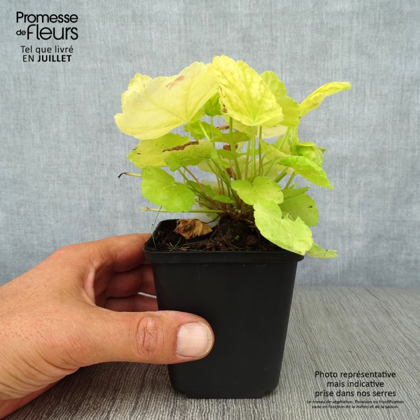Esemplare di Heuchera Tiramisu Vasetto da 8/9 cm consegnato in estate