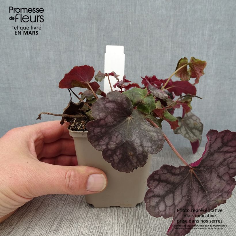 Heuchera Velvet Night Vasetto da 8/9 cm esemplare consegnato in inverno
