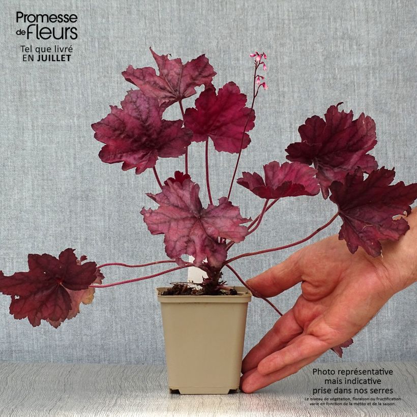Esemplare di Heuchera Wild Rose Vasetto da 8/9 cm consegnato in estate