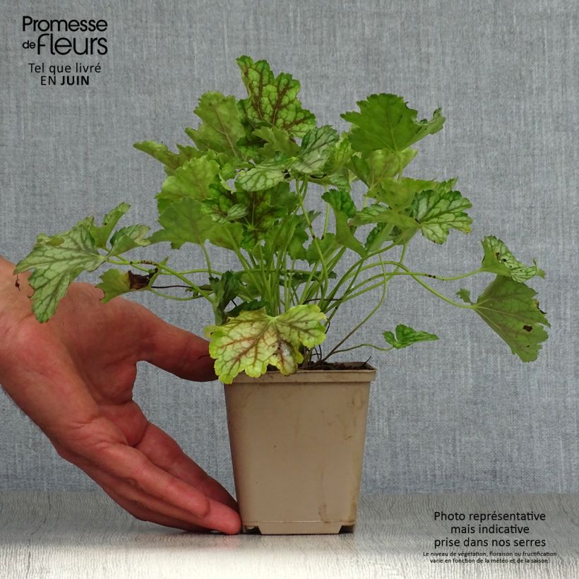 Esemplare di Heuchera americana Birkin Vasetto da 8/9 cm consegnato in estate