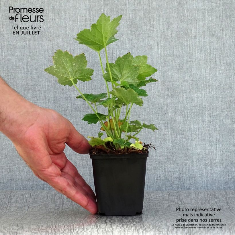 Esemplare di Heuchera Chantilly Vasetto da 8/9 cm consegnato in estate