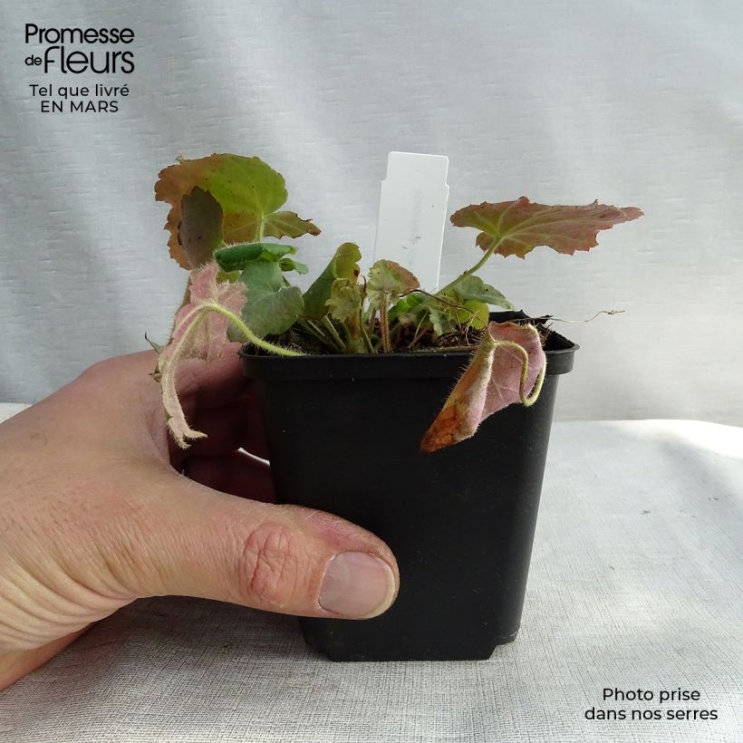 Heuchera villosa var. macrorrhiza Vasetto da 8/9 cm esemplare consegnato in primavera
