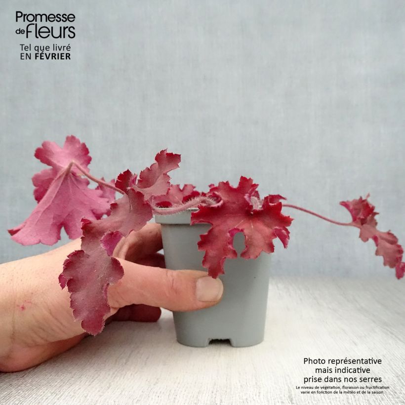 Heuchera Indian Summer Cranberry Vasetto da 8/9 cm esemplare consegnato in inverno