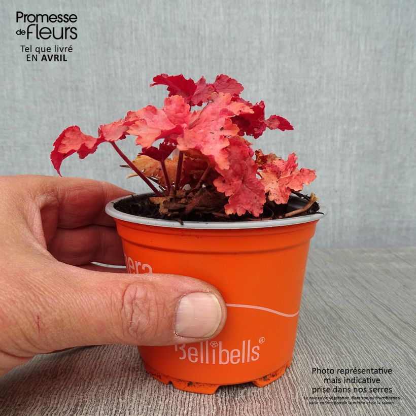 Heuchera Indian Summer Cranberry Vasetto da 8/9 cm esemplare consegnato in primavera