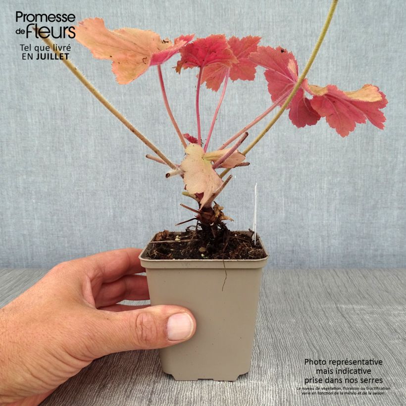 Esemplare di Heuchera Mega Caramel Vasetto da 8/9 cm consegnato in estate