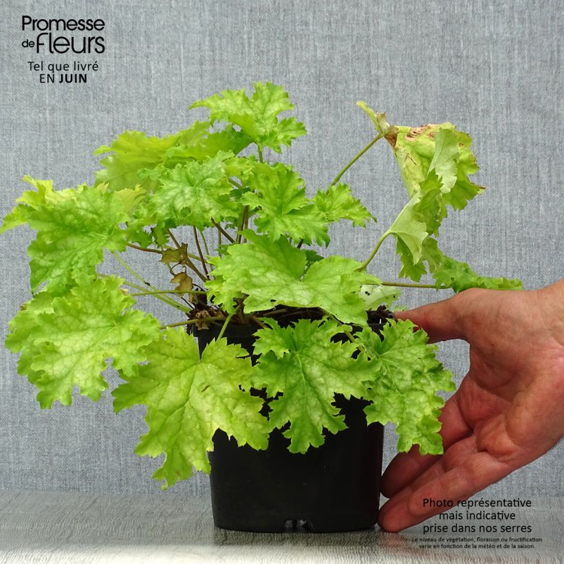 Esemplare di Heuchera Pear Crisp Vaso da 1,5L/2L consegnato in estate