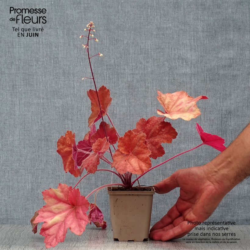 Esemplare di Heuchera Southern Comfort Vasetto da 8/9 cm consegnato in estate
