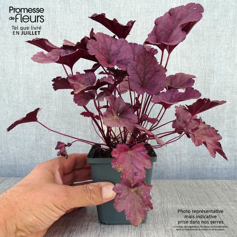 Esemplare di Heuchera Dolce Wildberry Vasetto da 8/9 cm consegnato in estate