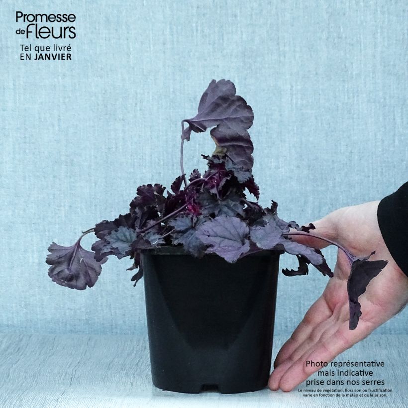 Heuchera Dolce Wildberry Vaso da 1,5L/2L esemplare consegnato in inverno