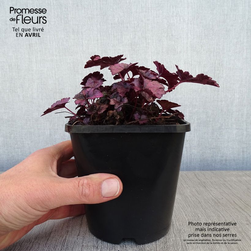Heuchera Dolce Wildberry Vaso da 1,5L/2L esemplare consegnato in primavera