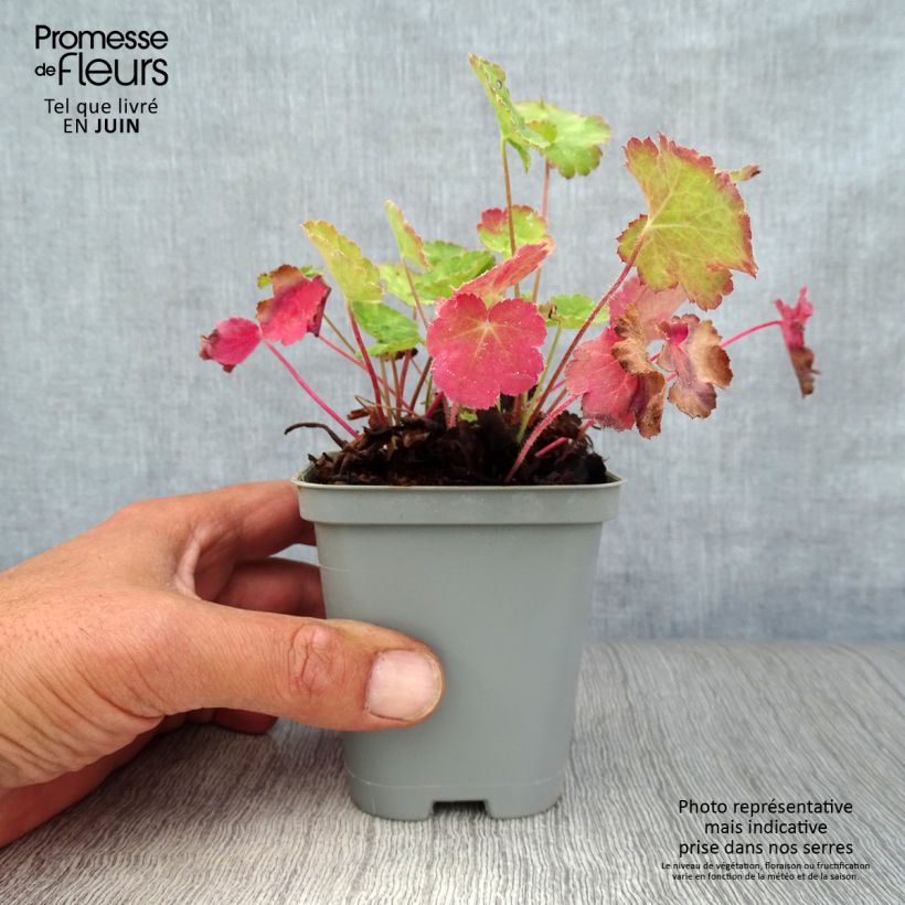 Esemplare di Heuchera sanguinea Leuchtkäfer - Campane di corallo Vasetto da 8/9 cm consegnato in estate