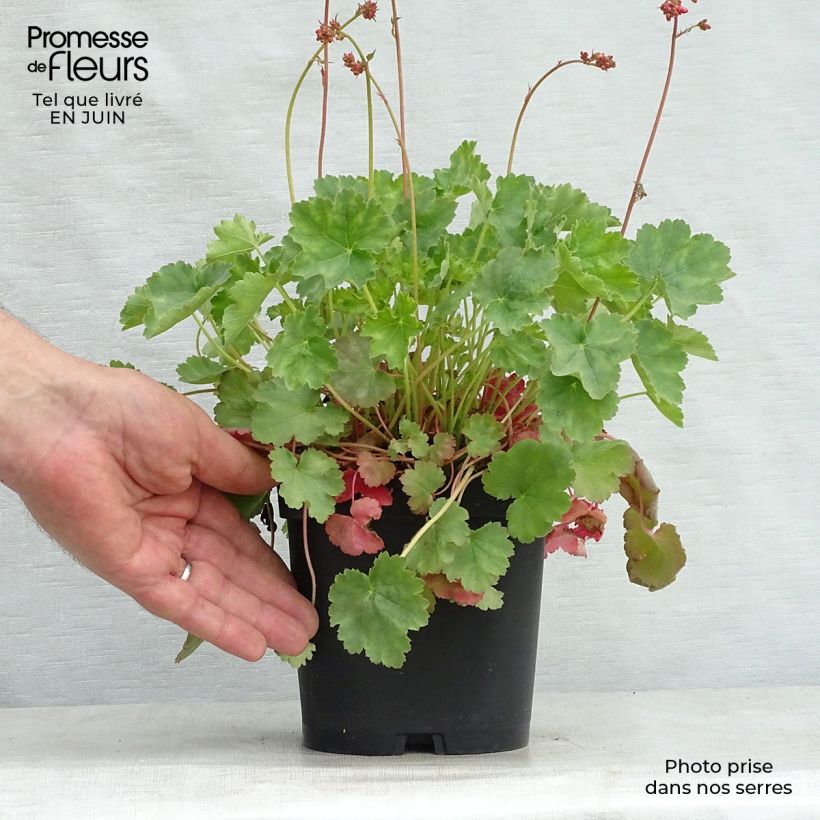 Esemplare di Heuchera sanguinea Leuchtkäfer - Campane di corallo Vaso da 2L/3L consegnato in estate