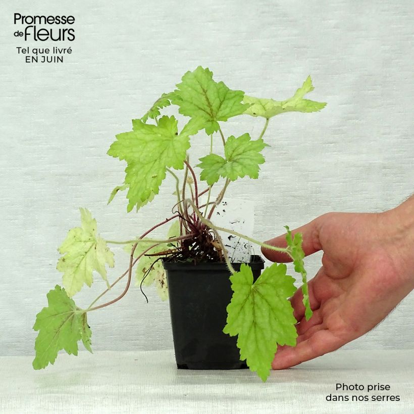 Esemplare di Heucherella Alabama sunrise Vasetto da 8/9 cm consegnato in estate