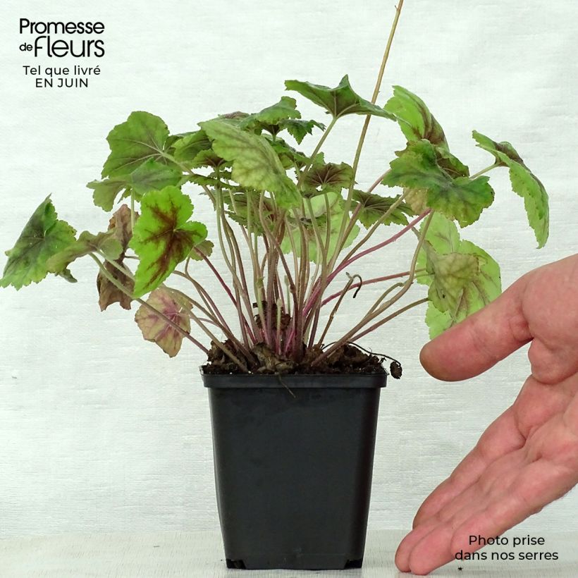 Esemplare di Heucherella Citrus shock Vasetto da 8/9 cm consegnato in estate