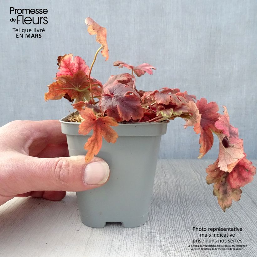 Heucherella Golden Zebra Vasetto da 8/9 cm esemplare consegnato in primavera