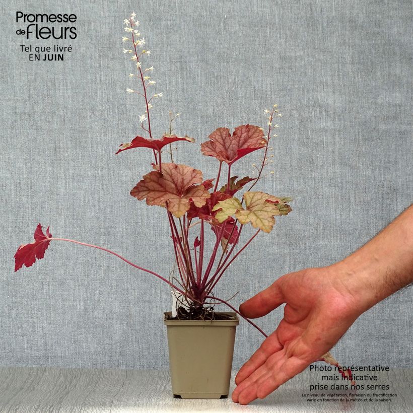 Esemplare di Heucherella Honey Rose Vasetto da 8/9 cm consegnato in estate
