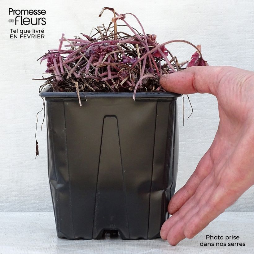 Heucherella Honey Rose Vaso da 2L/3L esemplare consegnato in inverno