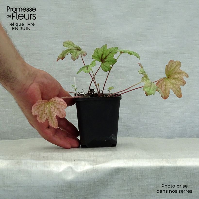 Esemplare di Heucherella Kimono Vasetto da 8/9 cm consegnato in estate