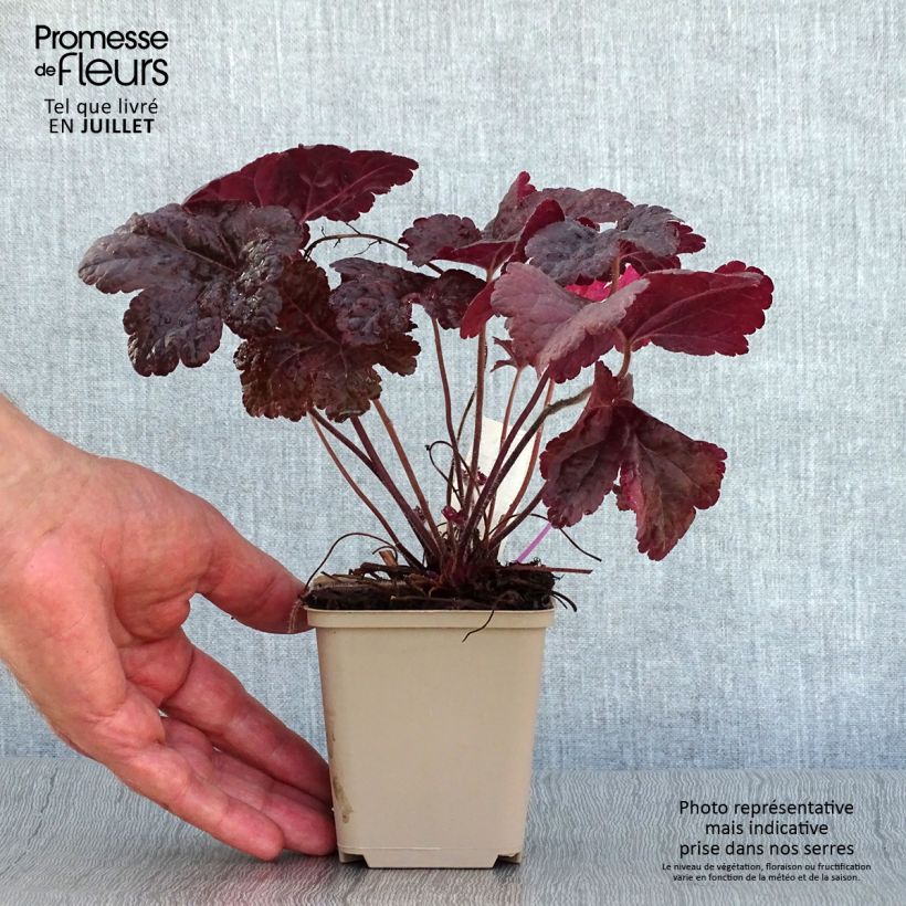 Esemplare di Heucherella Onyx Vasetto da 8/9 cm consegnato in estate