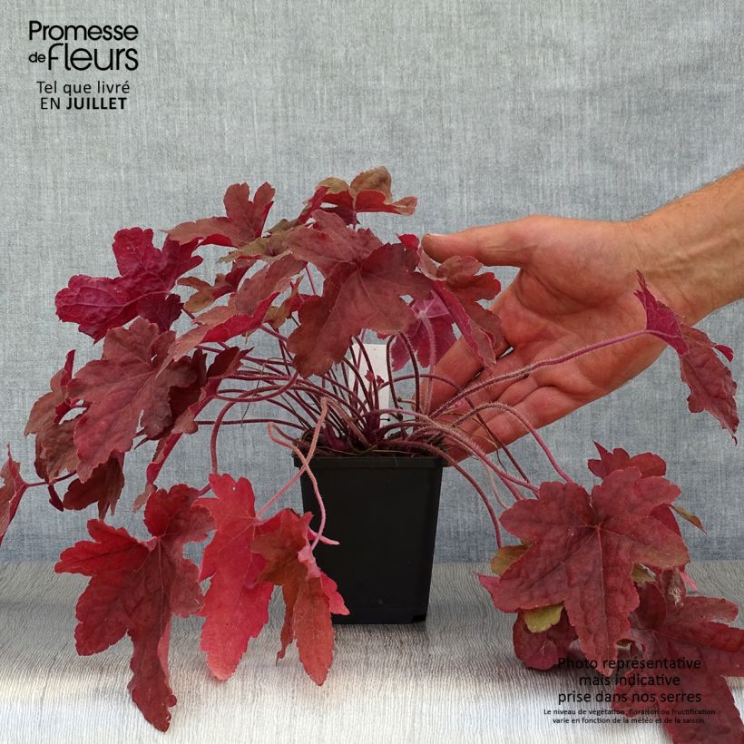 Esemplare di Heucherella Red Rover Vasetto da 8/9 cm consegnato in estate