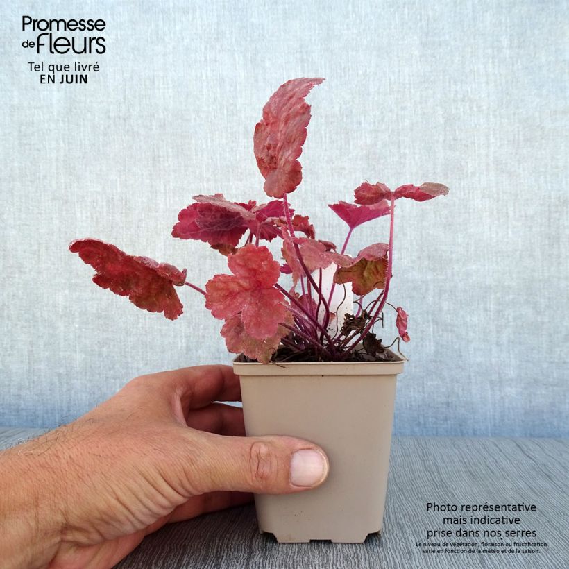 Esemplare di Heucherella Redstone Falls Vasetto da 8/9 cm consegnato in estate