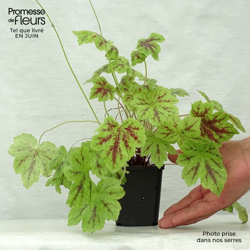 Esemplare di Heucherella Solar Power Vasetto da 8/9 cm consegnato in estate