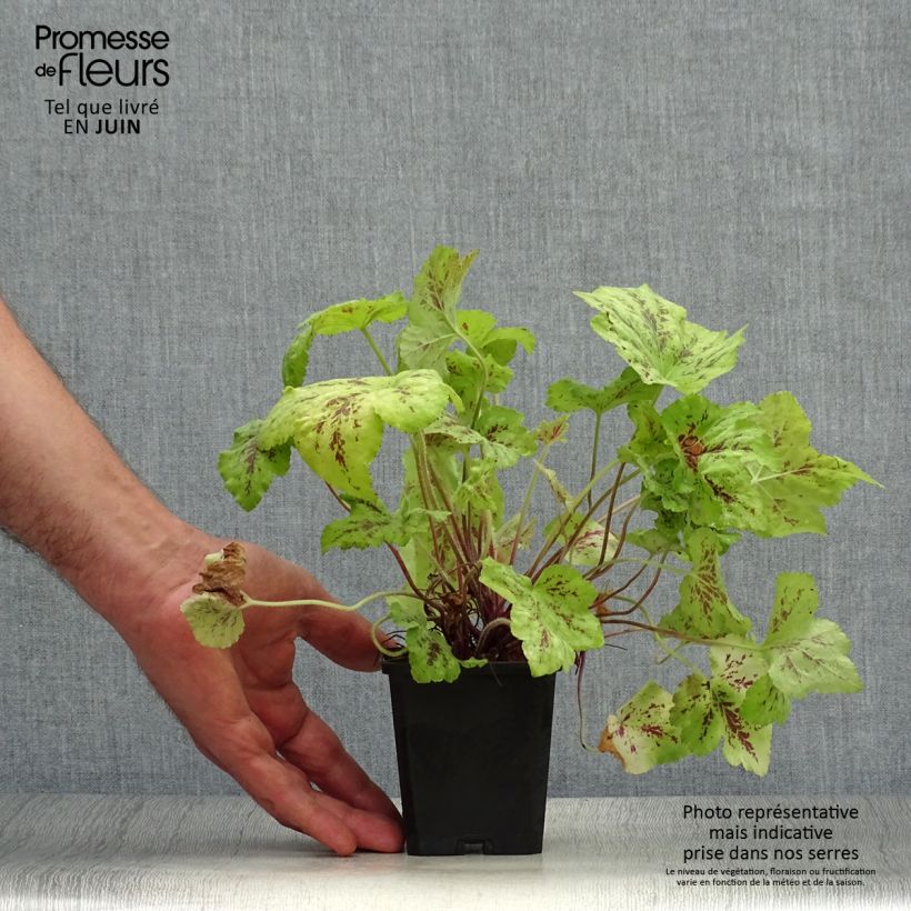Esemplare di Heucherella Stoplight Vasetto da 8/9 cm consegnato in estate