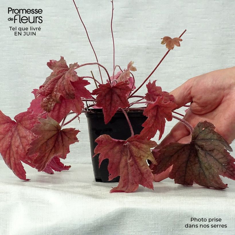 Esemplare di Heucherella Sweet Tea Vasetto da 8/9 cm consegnato in estate