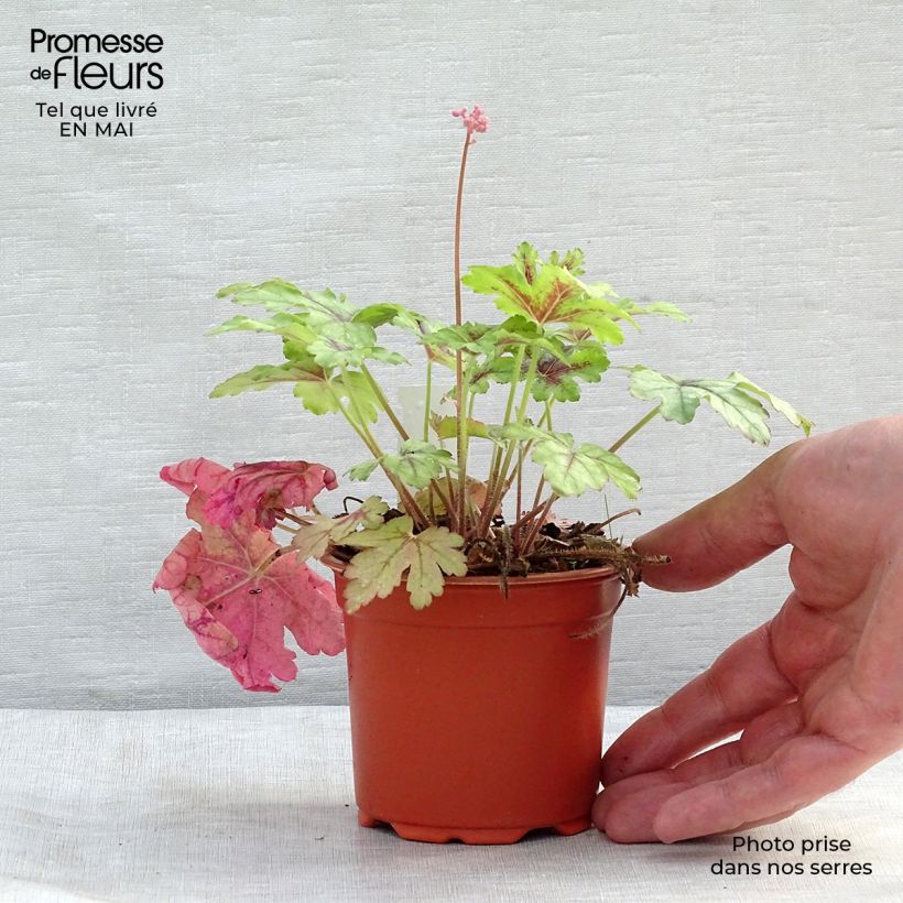 Heucherella Tapestry Godet de 9cm esemplare consegnato in primavera