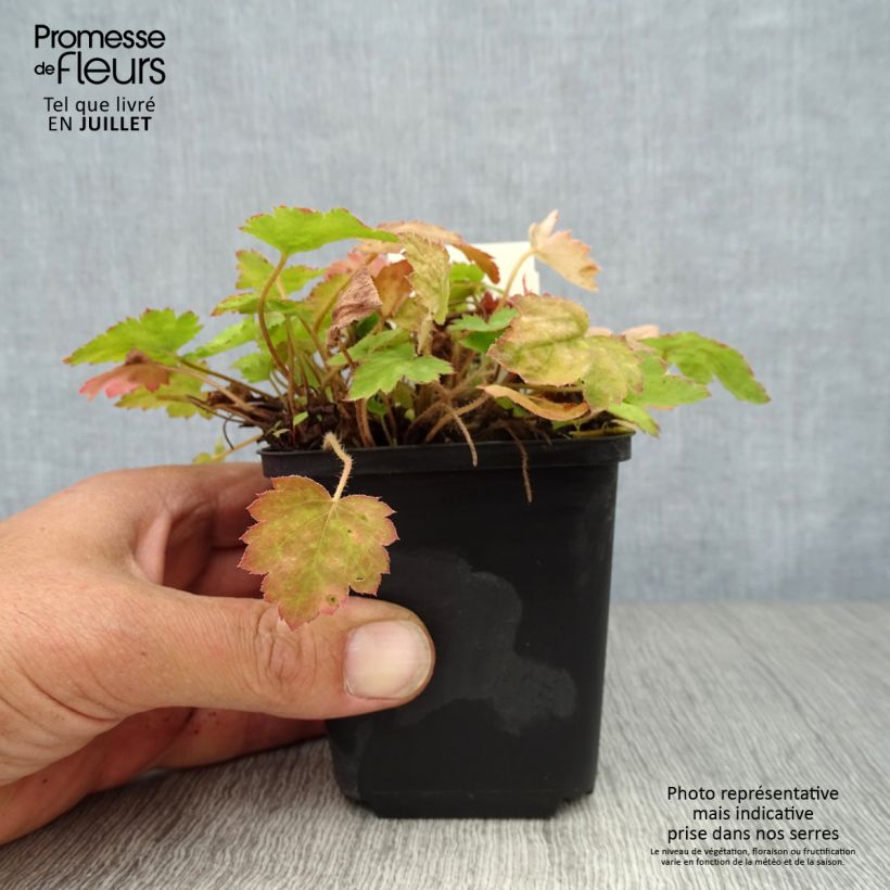 Esemplare di Heucherella alba Bridget Bloom Vasetto da 8/9 cm consegnato in estate