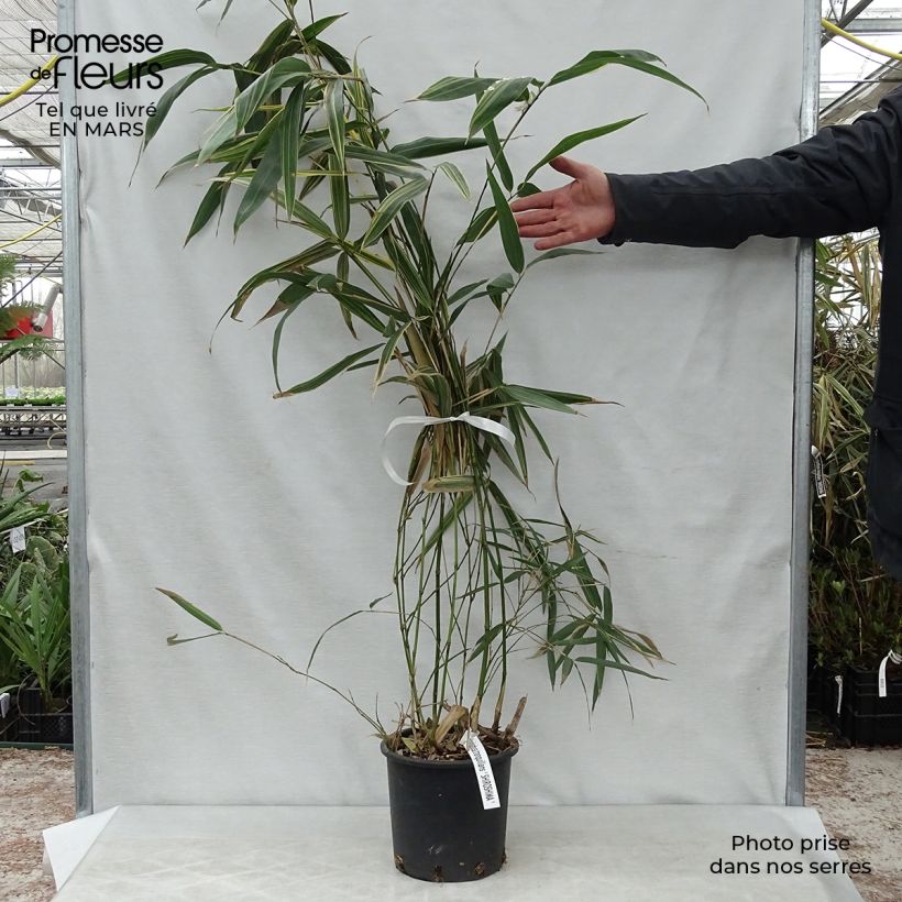 Hibanobambusa tranquillans Shiroshima - Bambù Vaso da 4L/5LAltezza consegnata circa 100+cm esemplare consegnato in primavera