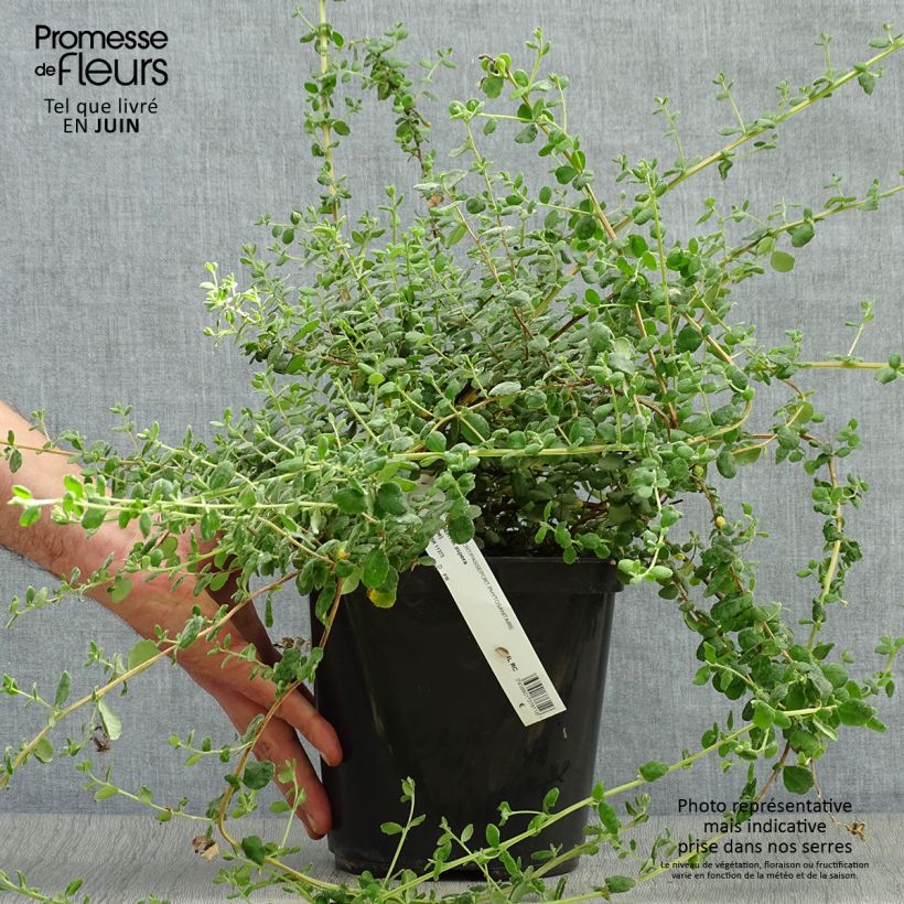 Esemplare di Hibbertia aspera Vaso da 4L/5L consegnato in estate