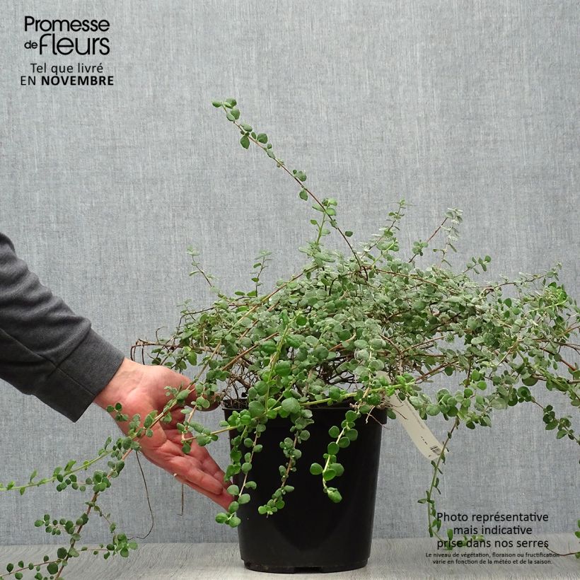 Esemplare di Hibbertia aspera Vaso da 4L/5L come consegnato in autunno