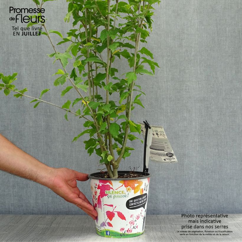 Esemplare di Hibiscus syriacus French Cabaret Red - Ibisco Vaso da 3L/4L consegnato in estate