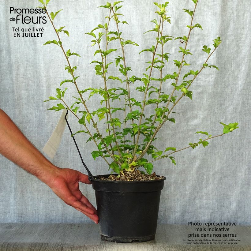 Esemplare di Hibiscus syriacus Pink Giant - Ibisco Vaso da 4L/5L consegnato in estate