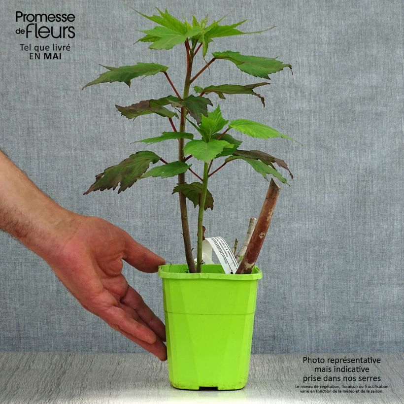 Hibiscus moscheutos Carrousel Geant Red - Ibisco palustre Vaso da 1L/1,5L esemplare consegnato in primavera
