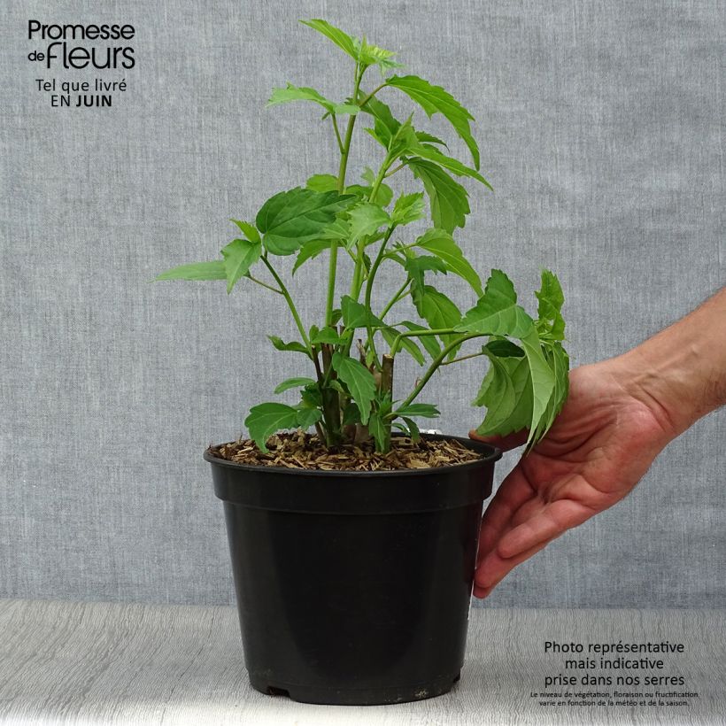 Esemplare di Hibiscus moscheutos PLANET Griotte - Ibisco palustre Vaso da 3L/4L consegnato in estate
