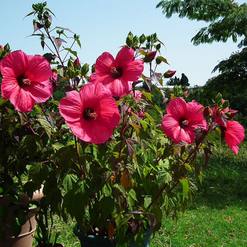 Hibiscus moscheutos PLANET Griotte - Ibisco palustre (Fioritura)