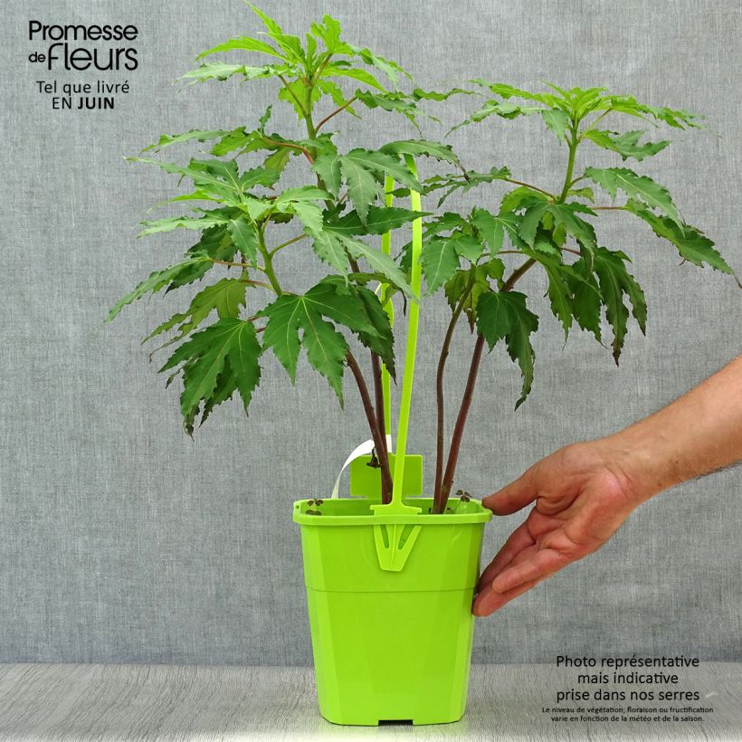Esemplare di Hibiscus moscheutos Pink Candy - Ibisco palustre Vaso da 4L/5L consegnato in estate
