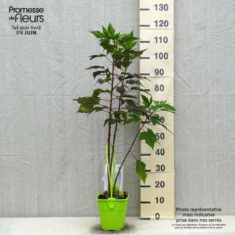 Esemplare di Hibiscus moscheutos Pink Passion - Ibisco palustre Vaso da 3L/4L consegnato in estate